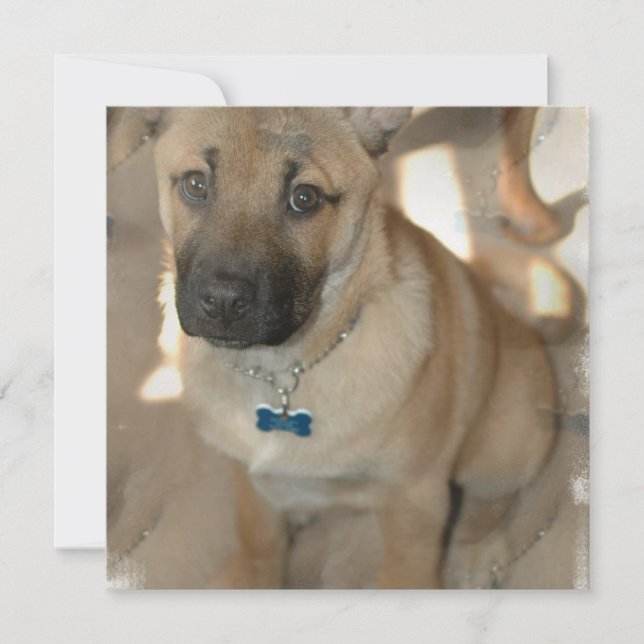 Invitation d'Akita Puppy (Devant)