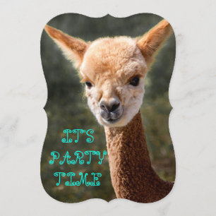 Invitation d'Alpaca