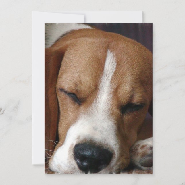 Invitation de beagle de sommeiller (Devant)