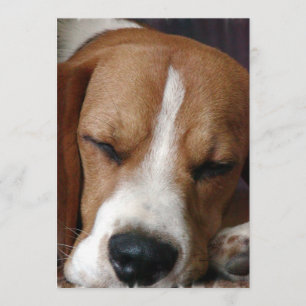 Invitation de beagle de sommeiller