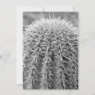 Invitation de Buzz Cut Cactus (AZ Sonoran Desert)