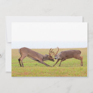 Invitation de cerfs qui se battent