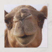 Invitation de chameau