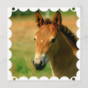 Invitation de cheval de pouliche