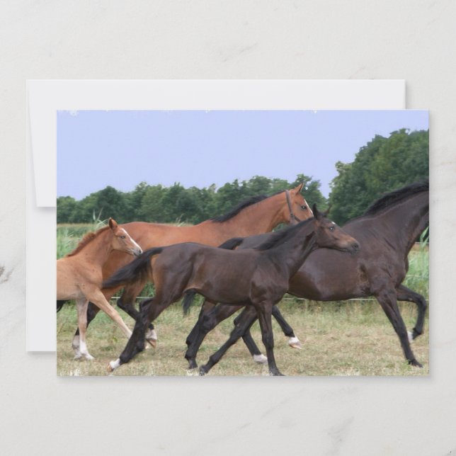 Invitation de chevaux sauvages (Devant)