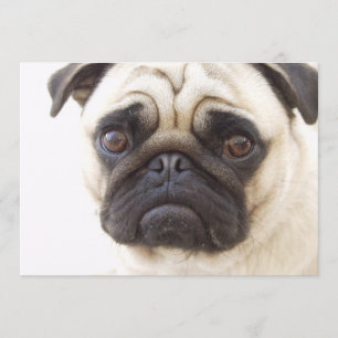 Invitation de chien de carlin