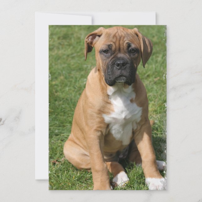 Invitation de chiot de boxeur (Devant)