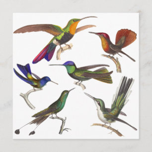 Invitation de colibri - 6 beaux colibris