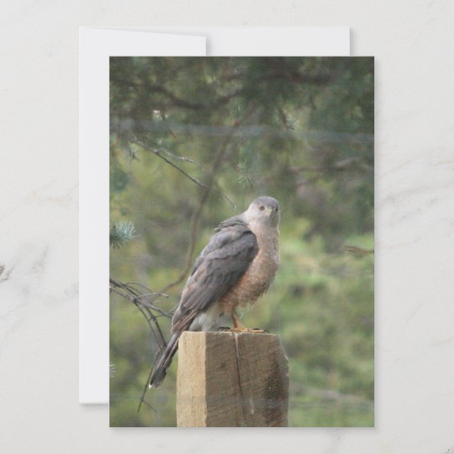 Invitation de Cooper's Hawk (Devant)