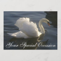 Invitation de cygne blanc