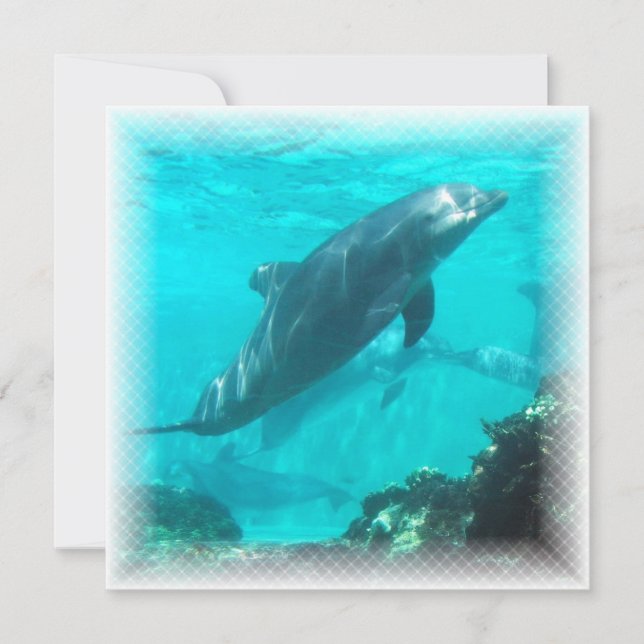 Invitation de dauphin de natation (Devant)