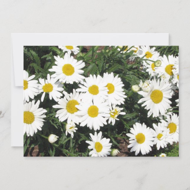 Invitation de fleur de marguerite (Devant)