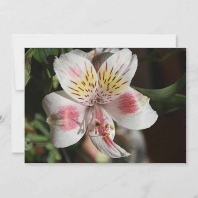 Invitation de fleurs d'Alstroemeria blanche/rose (Devant)