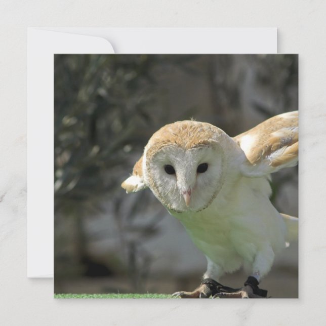 Invitation de hibou de grange (Devant)