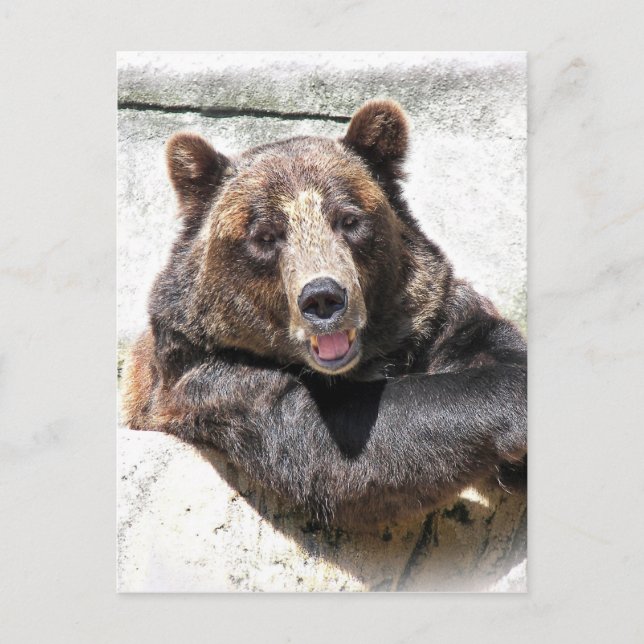 Invitation de la fête de l'ours (Devant)