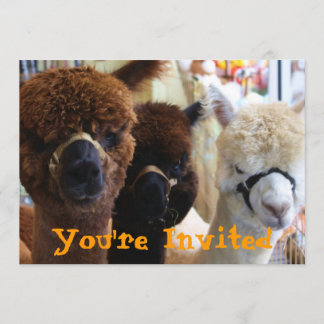 Invitation de lama de lama