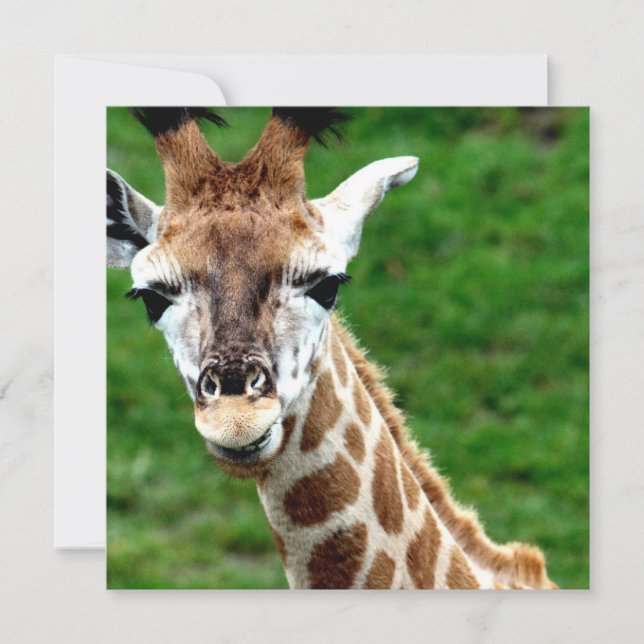 Invitation de photo de girafe (Devant)