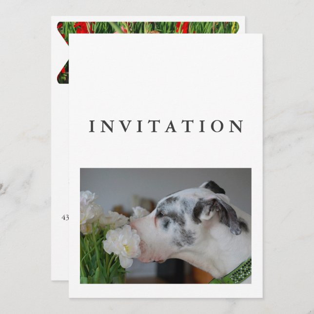 Invitation de photo de Grand Danois  (Devant / Derrière)