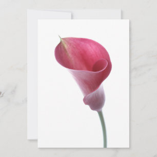 Invitation de Purple Calla Lily