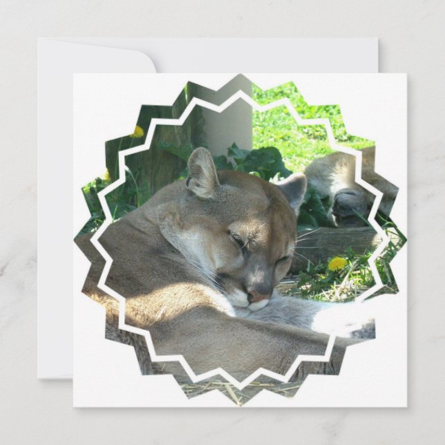 Invitation de repos de puma (Devant)