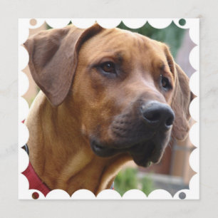 Invitation de Rhodesian Ridgeback