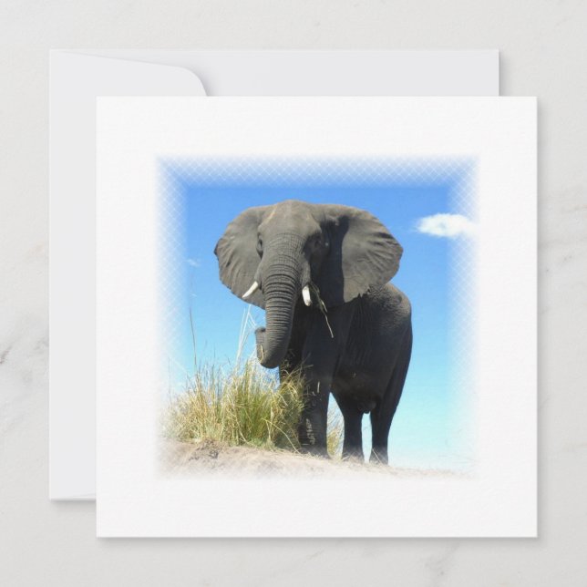 Invitation d'éléphant africain (Devant)