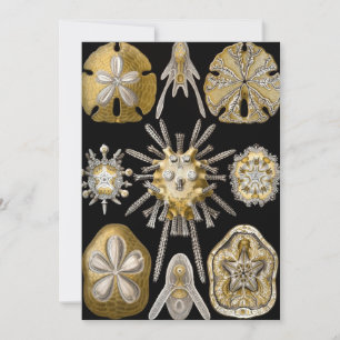 Invitation Dollars de sable d'oursins de mer vintage par Erns