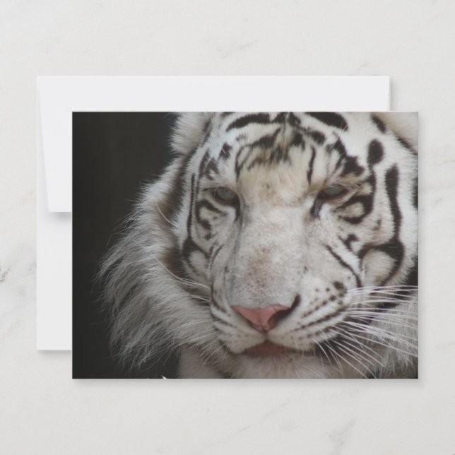 Invitation du tigre blanc (Devant)