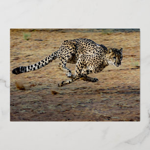Invitation En Aluminium Faune Brown courir Cheetah Anniversaire Or