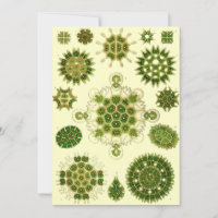 ernst haeckel spores