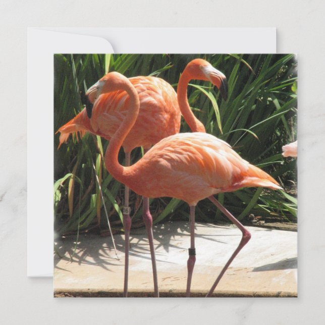 Invitation Flamant rose Flock (Devant)