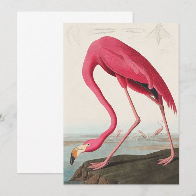 Invitation Flamant rose rose vintage Audubon (Devant / Derrière)