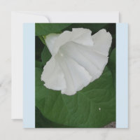 Fleur blanche en forme de trompette