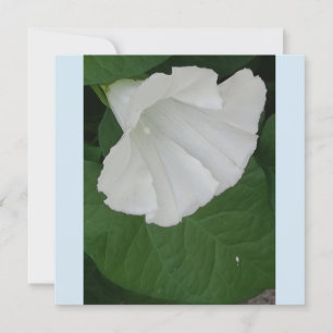 Invitation Fleur blanche en forme de trompette