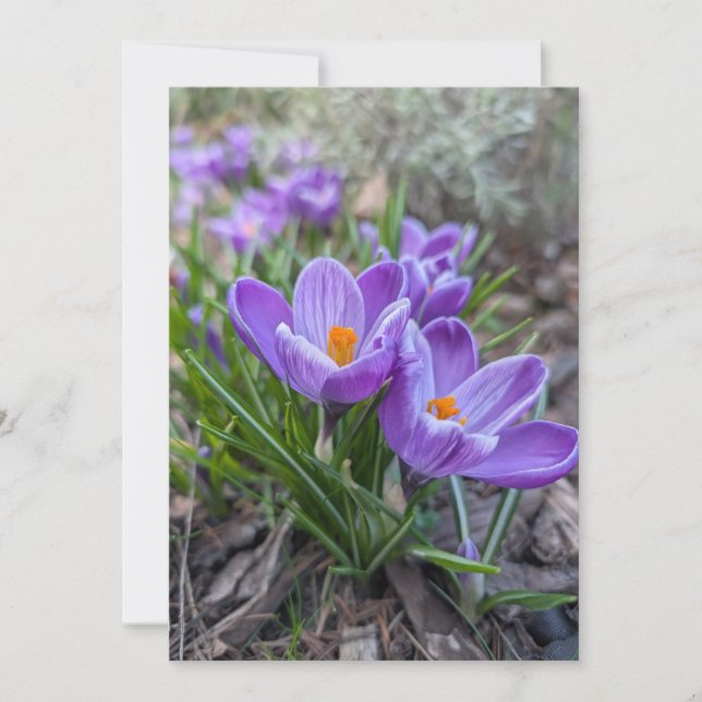 Invitation Fleur de Crocus Pourpre (Devant)