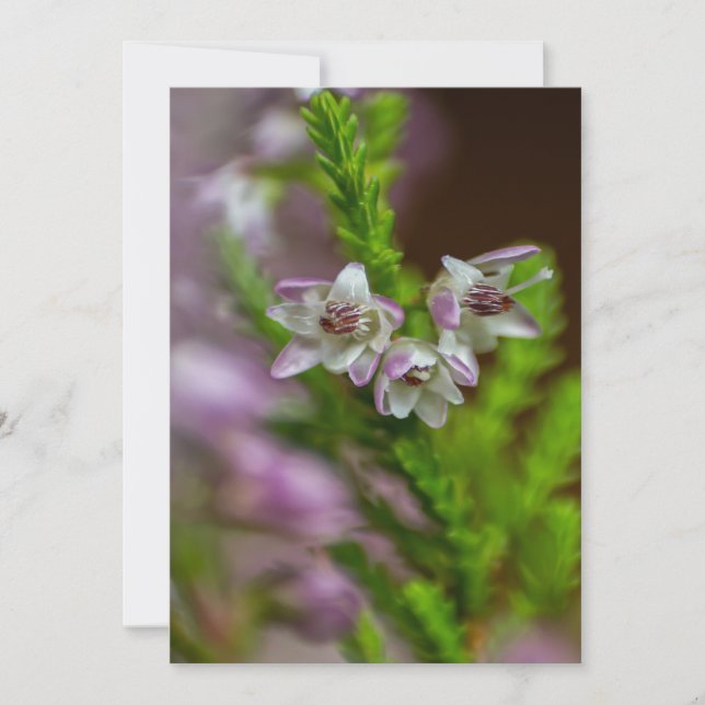 Invitation Fleur de printemps de Heather à feuillage persista (Devant)