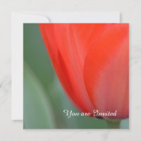 Fleur de tulipe rouge Anniversaire