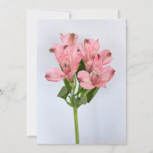 Invitation Fleurs d'Alstroemeria