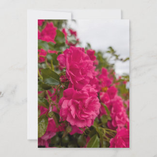 Invitation Fleurs de rose rose vibrant en pleine floraison