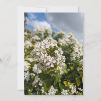 Invitation Fleurs d'Indian Hawthorn