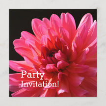 Flore moderne rose Dahlia Karma Fleur Fuchsiana