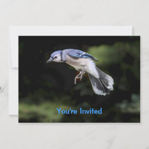 Invitation Flying Blue Jay