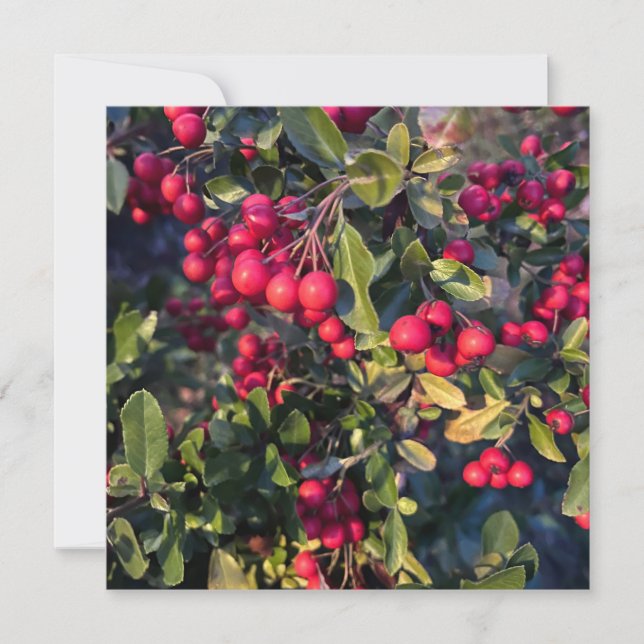 Invitation Fruit d'automne (Devant)