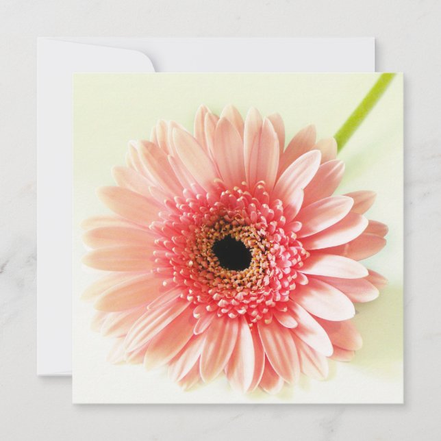 Invitation Gerbera marguerite (Devant)