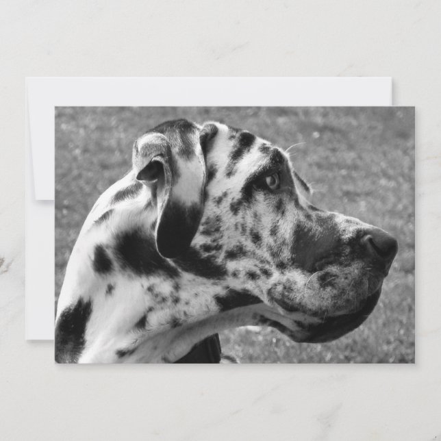 INVITATION GRAND DANE (Devant)