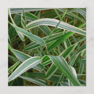 Invitation Herbe d'araignée plante rayé assez vert et blanc