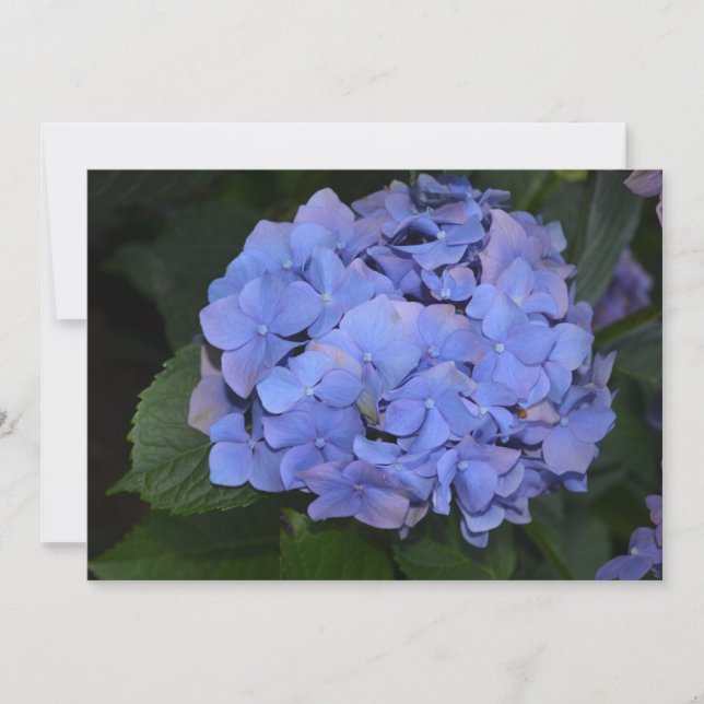 Invitation Hydrangea macrophylla Rustique Violet (Devant)