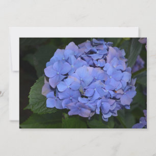 Invitation Hydrangea macrophylla violette rustique