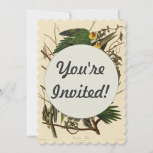 Invitation Illustration Audubon Carolina Parrot Bird