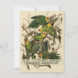 Invitation Illustration Audubon Carolina Parrot Bird